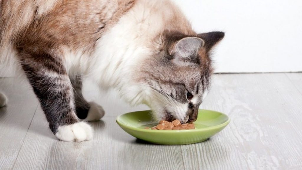 Nutrição de gato com diabetes