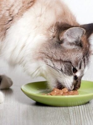Dieta para gato com diabetes