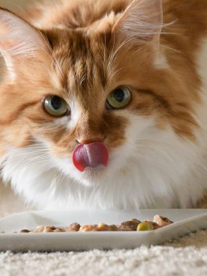 Como dar comida para gato diabético