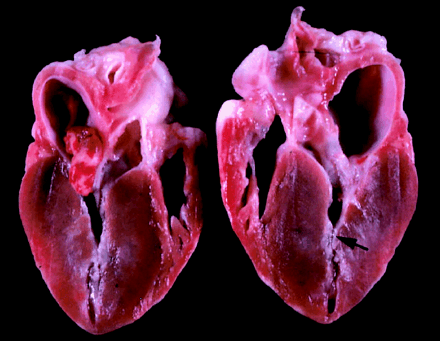 Doença do coração em gatos 3