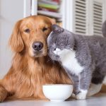 Doenças Endócrinas e de Pele em cães e gatos 15