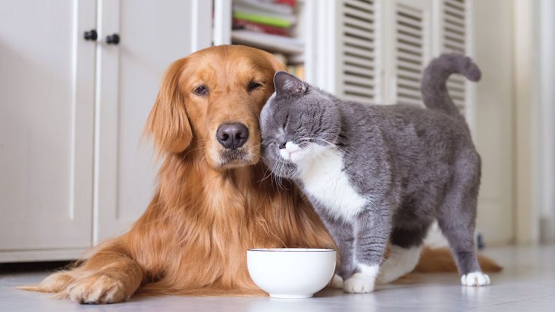 Doenças Endócrinas e de Pele em cães e gatos 2