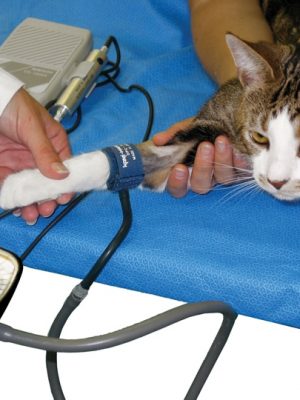 Pressão alta em gatos – sintomas e tratamento