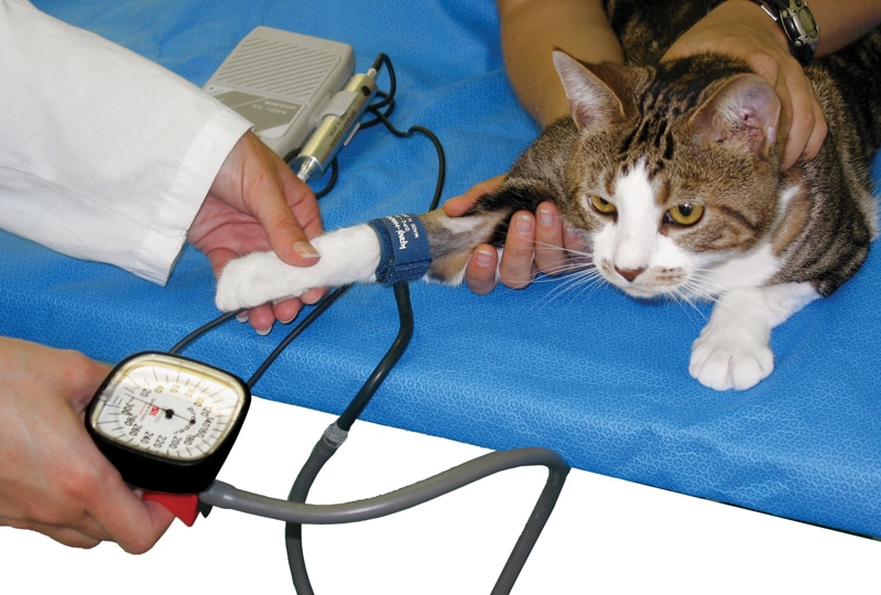 Pressão alta em gatos - sintomas e tratamento 1
