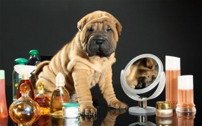 Perfume e colônias para cachorro são seguras