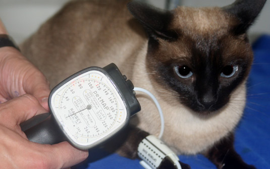 Pressão alta em gatos - sintomas e tratamento 2