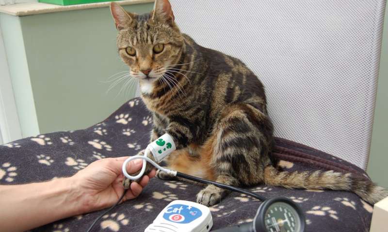 Pressão alta em gatos - sintomas e tratamento 3
