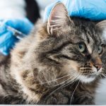 Aplicação de insulina em gato