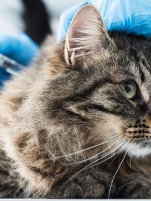 Guia sobre remissão de diabetes em gatos