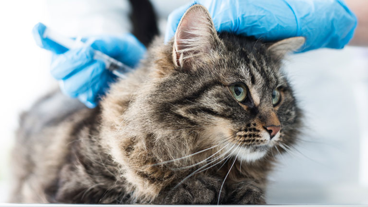 Aplicação de insulina em gato