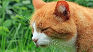 Tratamento para gato vomitando