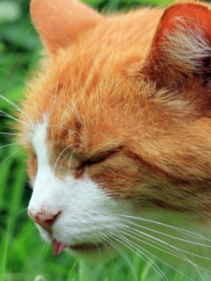 Vômitos frequentes em gatos – Causas, Tratamento e Prevenção
