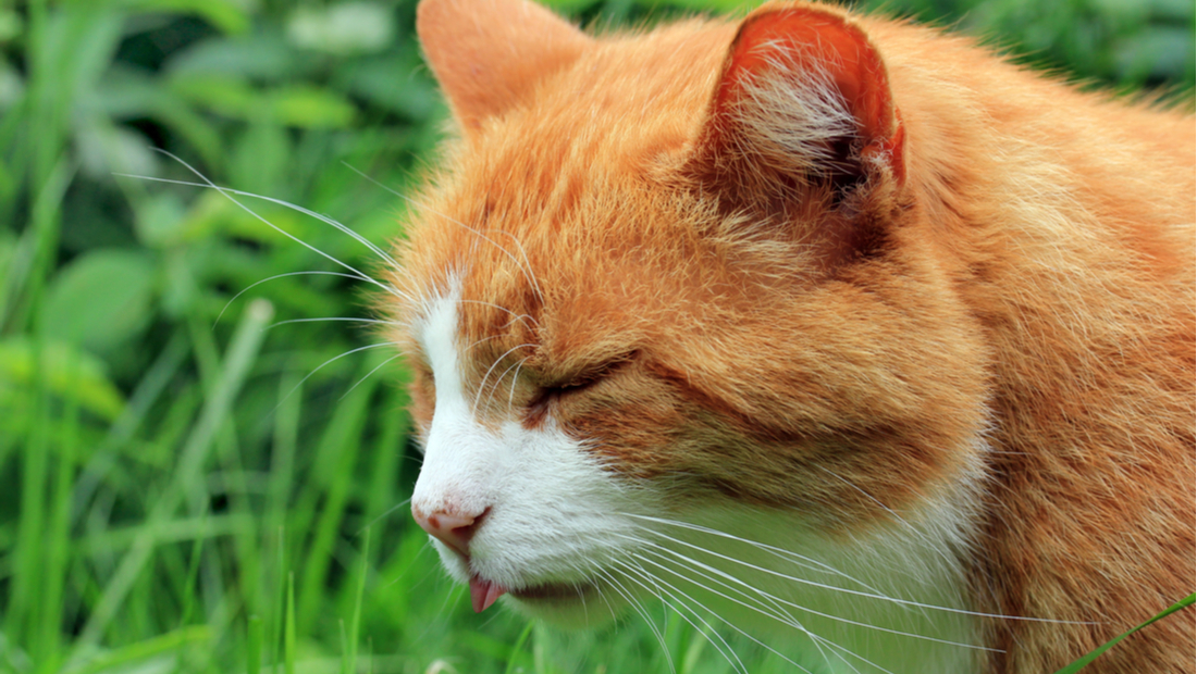 Vômitos frequentes em gatos - Causas, Tratamento e Prevenção 1