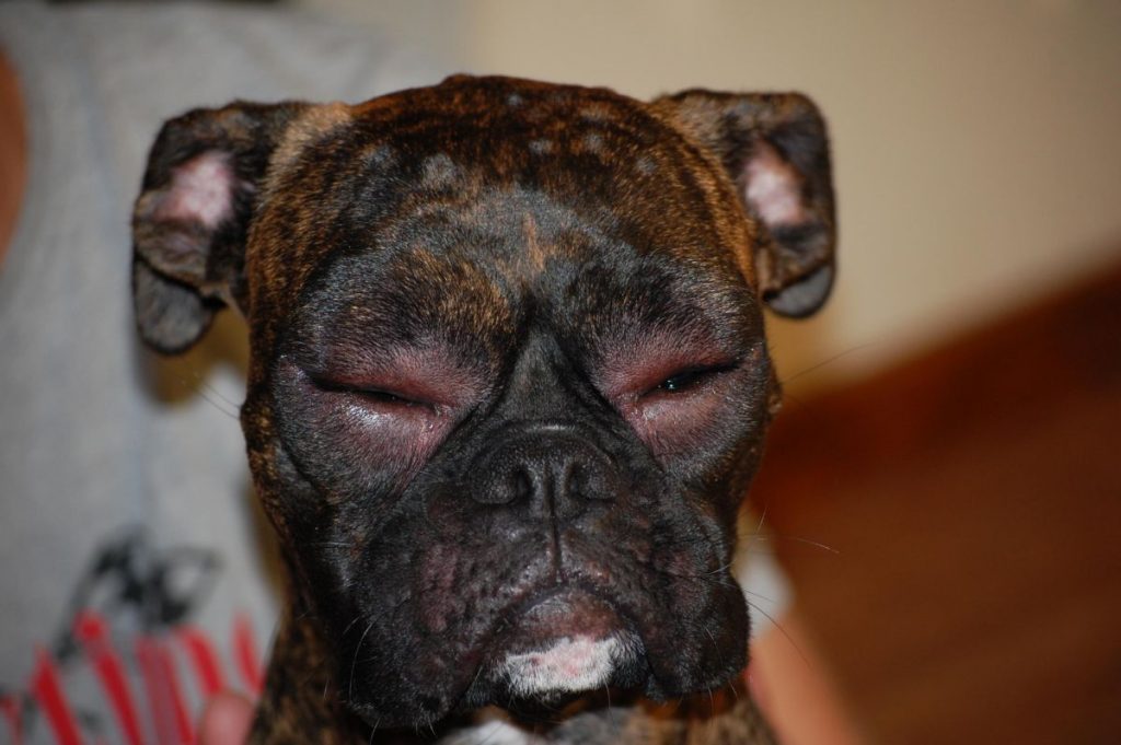 Cachorro com olhos inchados - o que pode ser e o que fazer 5