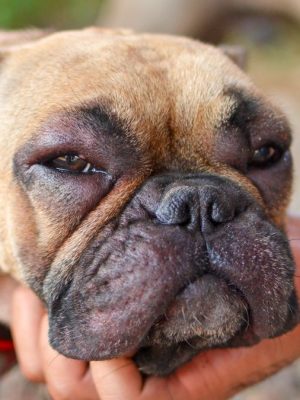 Cachorro com olhos inchados – o que pode ser e o que fazer