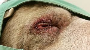 Pálpebra invertida ou Entrópio em cães: cirurgia e cuidado 3