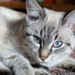 Doença hepática em gatos 8