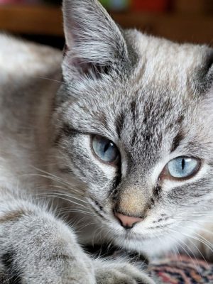 Doença hepática em gatos