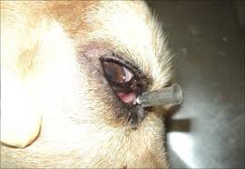 Cachorro com obstrução no duto lacrimal