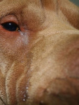 Pálpebra invertida ou  Entrópio em cães: cirurgia e cuidado