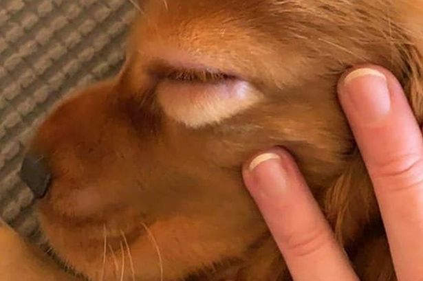 Cachorro com olhos inchados - o que pode ser e o que fazer 4