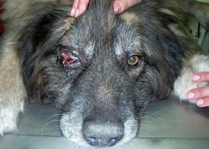 foto de cachorro com tumor na órbita do olho