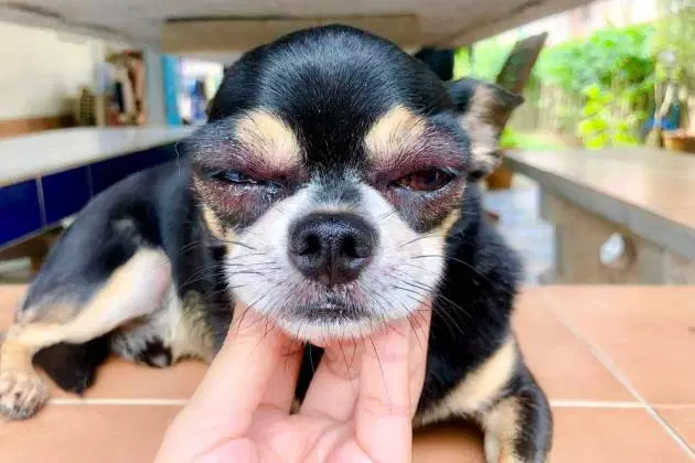 Doenças que incham os olhos do cachorro