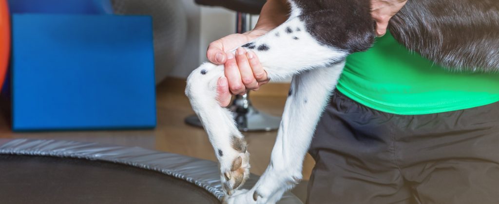 Cinco doenças ortopédicas comuns em cães 4