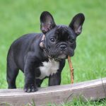 As alergias mais comuns do bulldog francês (e como tratá-las) 12