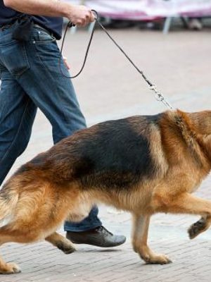 Cinco doenças ortopédicas comuns em cães