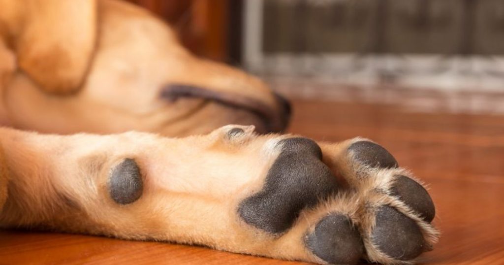 Doenças articulares em cães - quais são, sintomas e tratamento 3