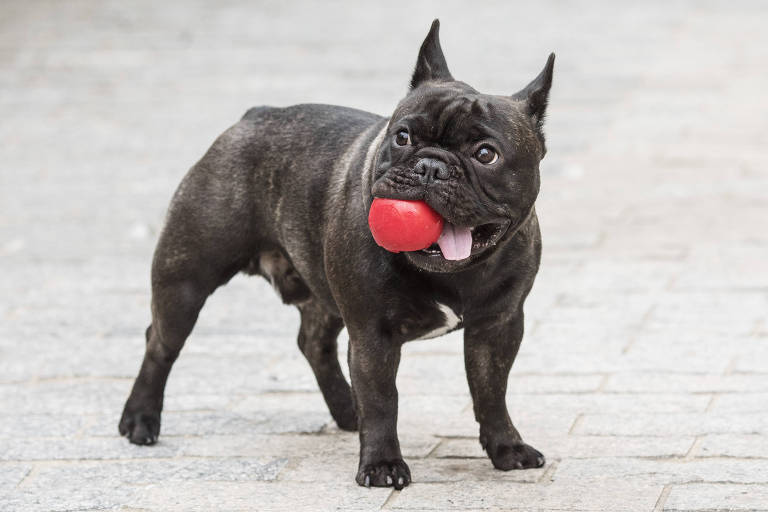 As alergias mais comuns do bulldog francês (e como tratá-las) 2