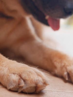 Doenças articulares em cães – quais são, sintomas e tratamento