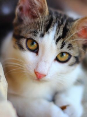 Guia completo das 10 doenças mais comuns em gatos