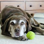 Artrite em cachorros - sintomas, tratamento e cuidados 7