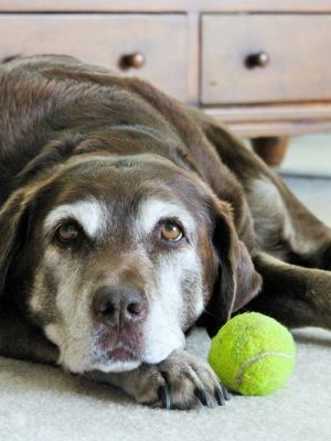 Artrite em cachorros – sintomas, tratamento e cuidados