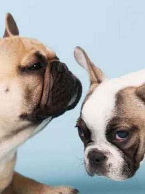Curiosidades incríveis sobre os bulldogs franceses na atualidade