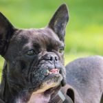 Como identificar e tratar doenças oculares em Bulldog Francês 9