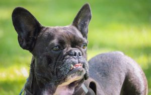 Como identificar e tratar doenças oculares em Bulldog Francês 11