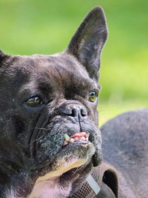 Como identificar e tratar doenças oculares em Bulldog Francês