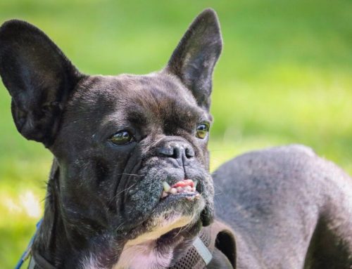 Como identificar e tratar doenças oculares em Bulldog Francês