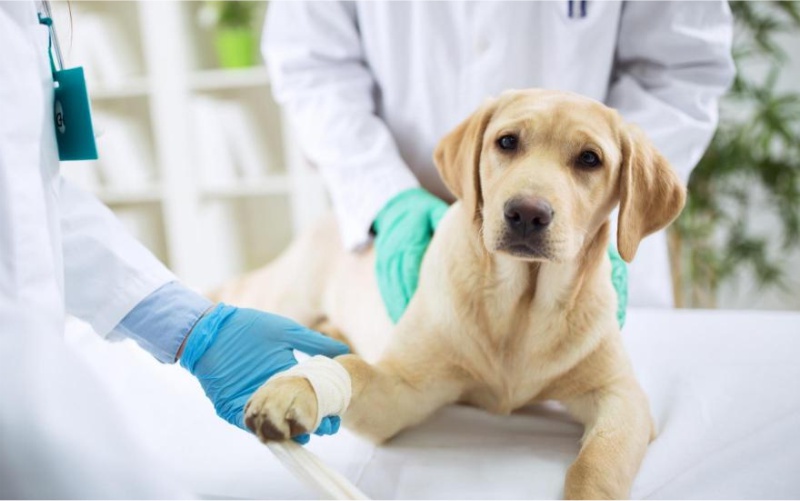 Tratamento ortopédico em cães e gatos