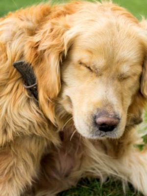 Problemas comuns de saúde de verão em cães