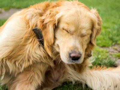 Problemas comuns de saúde de verão em cães
