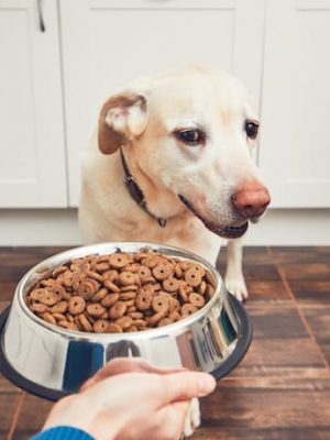 Por que meu cachorro não quer comer – causas e soluções