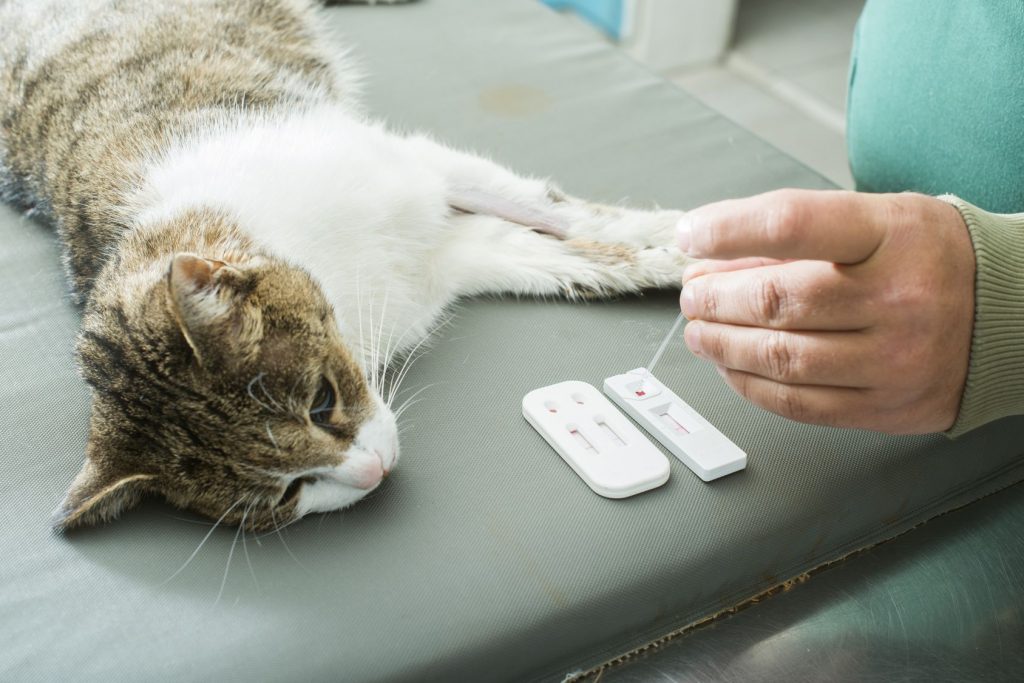 Vírus em gatos: FELV e FIV - Leucemia e AIDS felina 4
