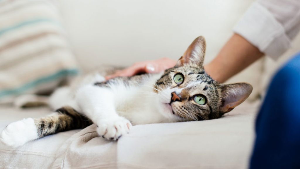 Vírus em gatos: FELV e FIV - Leucemia e AIDS felina 2