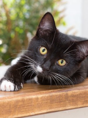 Vírus em gatos: FELV e FIV – Leucemia e AIDS felina