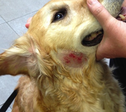 Por que seu cão tem erupção na pele? Causas comuns e tratamentos explicados 8