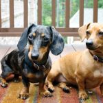 Raças de cães que têm mais chance de ter Síndrome de Cushing 7